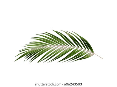 Green leaf of palm tree background