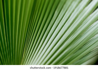 Green leaf of Palm tree close up.Natural background.Houseplants.Urban jungle concept.Biophilic design. - Powered by Shutterstock