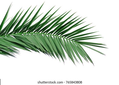 20,582 Date palm branch Images, Stock Photos & Vectors | Shutterstock