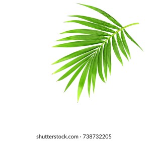 green leaf of palm tree isolated on white background - Shutterstock ID 738732205