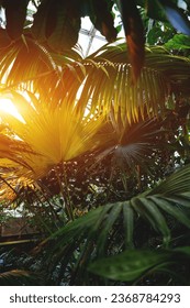 green leaf of palm tree in rainforest or botanical garden - Shutterstock ID 2368784293