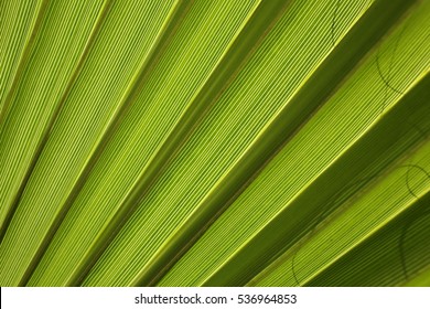 Green Leaf Of Palm Tree Texture Background