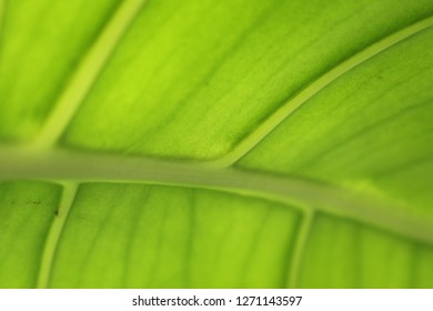 green leaf pattern