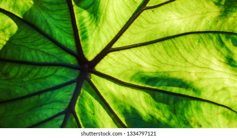 green leaf pattern