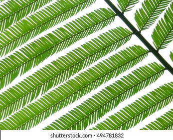 green leaf pattern