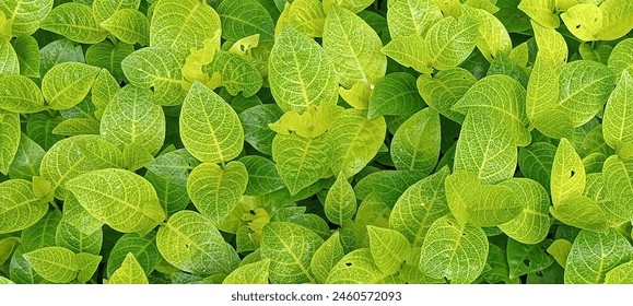 Green leaf pattern for background
