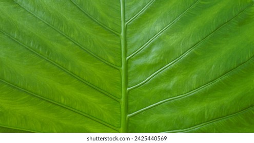 Green leaf pattern, leaves texture for abstract seamless background.Beautiful patterns, space for work, natural wallpaper,environment concept, close up.Horizontal.