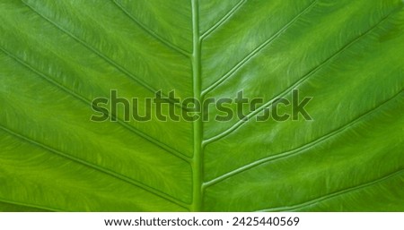 Green leaf pattern, leaves texture for abstract seamless background.Beautiful patterns, space for work, natural wallpaper,environment concept, close up.Horizontal.