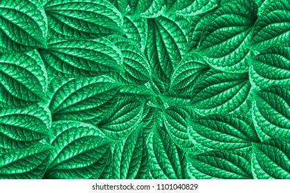 Green leaf pattern, a light concept that reflects the leaves at night. 