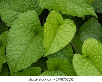 the green leaf pattern for nature