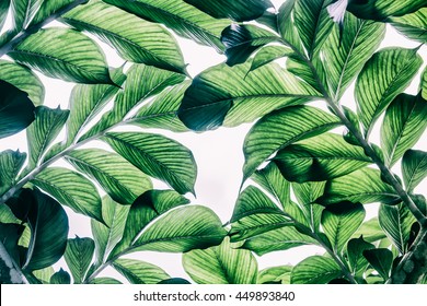 Green Leaf Pattern On The Surface