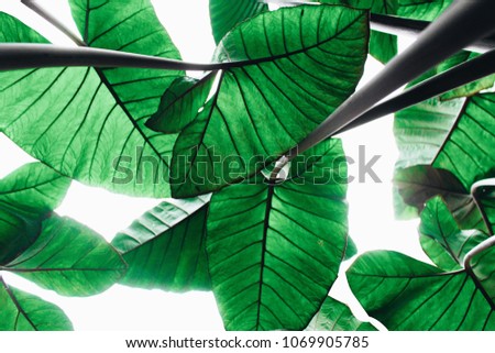 Green leaf pattern on the surface, Green leaves background texture.