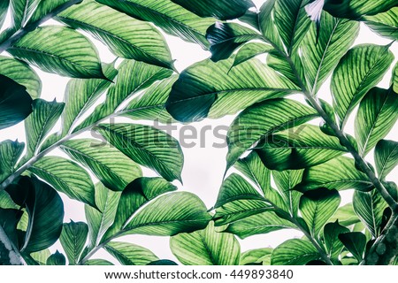 Green leaf pattern on the surface