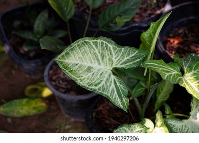 Green leaf pattern on surface,pattern on leaf 