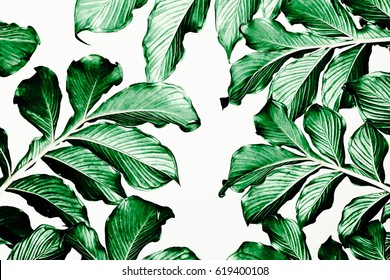 Green Leaf Pattern On White Background