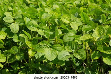 Green Leaf Pattern Of A Soybean Field