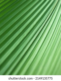 Green leaf pattern texture abstract background. Copy space for graphic design tropical summer and nature environment concept. Vintage tone filter effect color style. - Shutterstock ID 2149135775