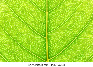 Green leaf pattern texture background with light behind for website template, spring beauty, environment and ecology design.