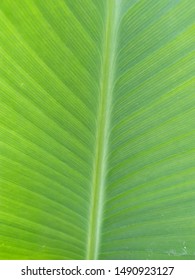 
Green Leaf Of Perennial Rhizome. Canna Indica