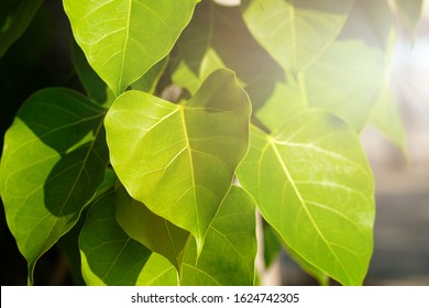 Green leaf Pho leaf, (bo leaf, bothi leaf) with sunlight in nature. Bo tree representing Buddhism in thailand.