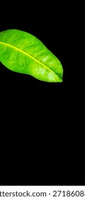 Green leaf placed to one side on a black background, emphasizing negative space and simplicity for modern design, banners, and editorial use