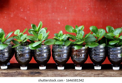 Green Leaf Plant In Cut Reused Water Plastic Bottle In Row On Wooden Table With Old Red Concrete Wall Background, Natural Friendly Garden And Reduce Waste