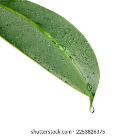 A green leaf of a plant with drops of water. A drop of water drips from the tip of the leaf. Isolated. Close-up on a white background. Macro nature. Copy space - Powered by Shutterstock