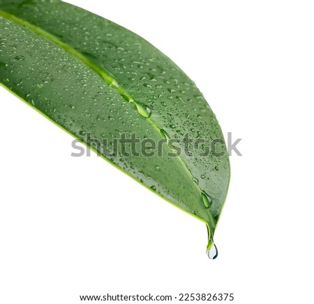 A green leaf of a plant with drops of water. A drop of water drips from the tip of the leaf. Isolated. Close-up on a white background. Macro nature. Copy space