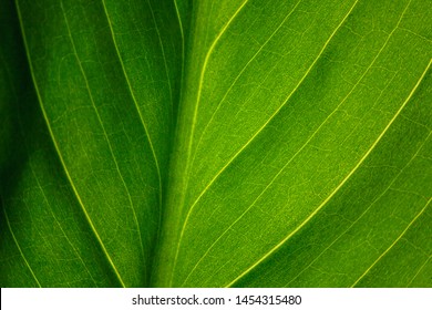 Green Leaf Of The Plant With The Structure Of Nutrient Vessels, The Biochemistry Of Photosynthesis, Processing Of Carbon Dioxide By Plants And The Release Of Oxygen, Plant Respiration, Chlorophyll