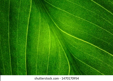 green leaf of the plant with the structure of nutrient vessels, the biochemistry of photosynthesis, processing of carbon dioxide by plants and the release of oxygen, plant respiration, chlorophyll