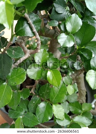 Green leaf plant tree bonsai