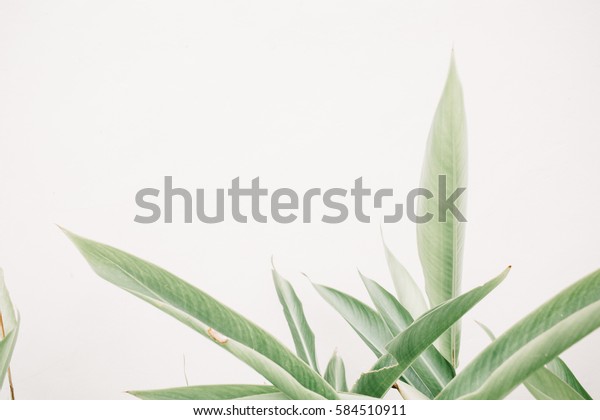 Green Leaf Plants Near Beige Wall Stock Photo 584510911 | Shutterstock