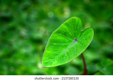 Green Leaf In Pond, Taro Patch,   Blurred Background 