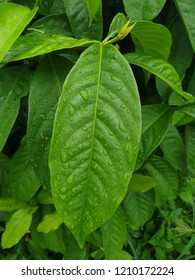 green leaf with rain drop