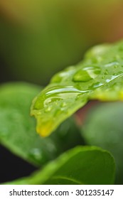 Green leaf with raindrops close-up. For background use. Selective focus. Macro