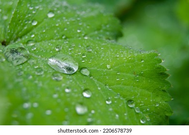 Green Leaf With Raindrops On A Rainy Spring Day