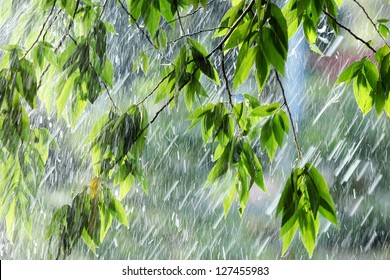 Rain Greenery Images, Stock Photos & Vectors | Shutterstock