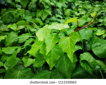 green leaf in raining day