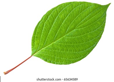 Green Leaf Red Stem Isolated On Stock Photo 65634589 | Shutterstock