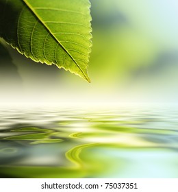 Green leaf reflecting in river water, closeup. Copyspace.