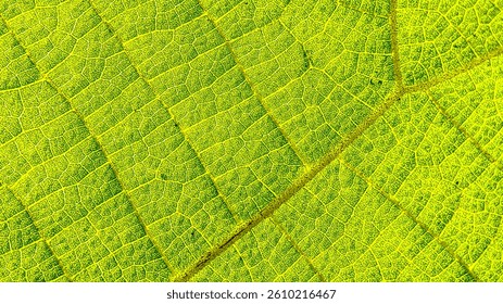 green leaf rough texture background. Leaf texture macro. Leaf vein pattern macro photography. Green leaf cell macro. Close-up photo of leaves.