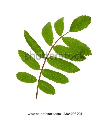 Green leaf of rowan tree isolated on white