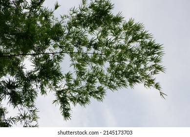 the green leaf in selective focus 