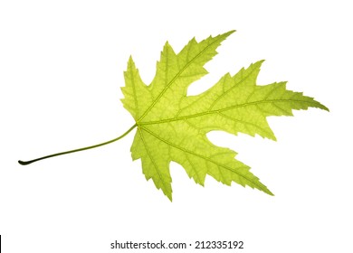 Silver Maple Leaf Images Stock Photos Vectors Shutterstock