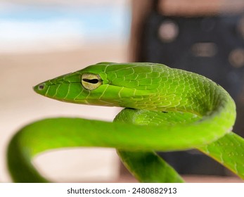 Green leaf snakes with their beautiful curves usually live on wood and twigs - Powered by Shutterstock