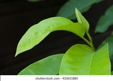 Green leaf, Soft focus