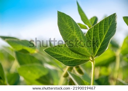 Green leaf of a soybean plant close-up on the background of an agricultural field. Plants in the open field. Selective focus.
