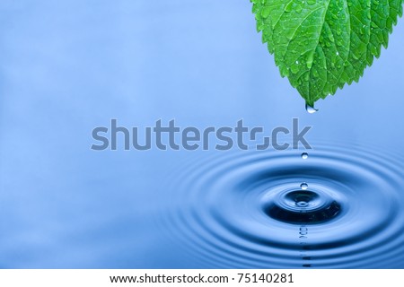 Green leaf with splashing water drops.