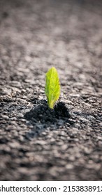 261 Seed breaks concrete road Images, Stock Photos & Vectors | Shutterstock