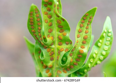 Green Leaf With Stomata Macro